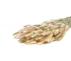 Lagurus ovatus naturel 100g