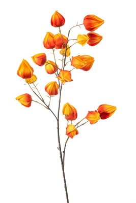 Lampionplantsteel, 90 cm, oranje
