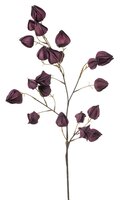 Lampionplantsteel, 90 cm, paars