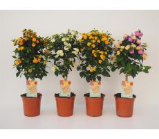 Lantana camara op stam p19, keuze uit 1 stuks