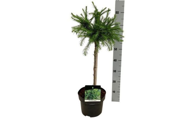 larix decidua kornik potmaat 26cm