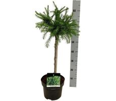 larix decidua kornik potmaat 26cm