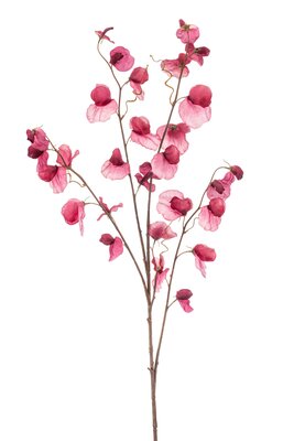 Lathyrussteel x4, 110 cm, fuchsia