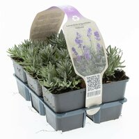 Lavandula ang. Blauw 6-pack