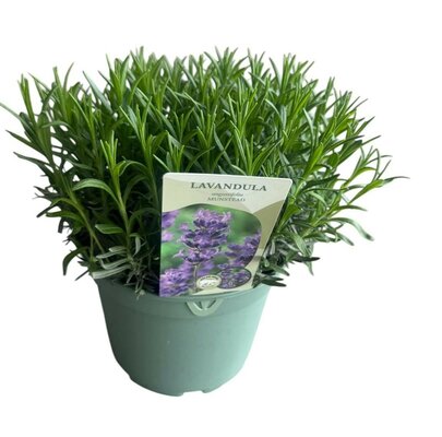 Lavandula ang. 'Munstead'