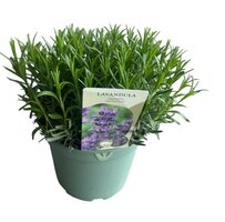 Lavandula ang. 'Munstead'