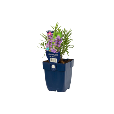 Lavandula ang. Munstead P11