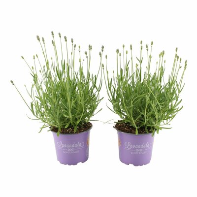 Lavandula angus. 'Hidcote, pot 13 cm, h 25 cm - afbeelding 1