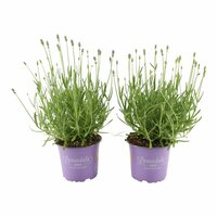 Lavandula angus. 'Hidcote, pot 13 cm, h 25 cm - afbeelding 1