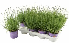 Lavandula angus. 'Hidcote, pot 13 cm, h 25 cm - afbeelding 2