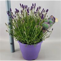 Lavandula angus. 'Hidcote, pot 26 cm, h 50 cm - afbeelding 2