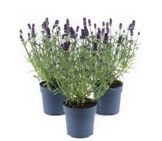 Lavandula angustifolia Felice