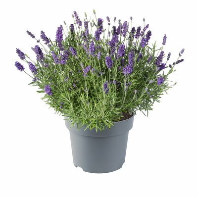 Lavandula angustifolia Hidcote, pot 19 cm, h 35 cm - afbeelding 1