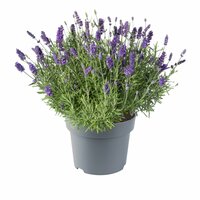 Lavandula angustifolia Hidcote, pot 19 cm, h 35 cm - afbeelding 1