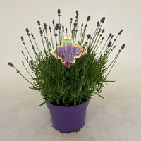 Lavandula angustifolia Hidcote pot 23