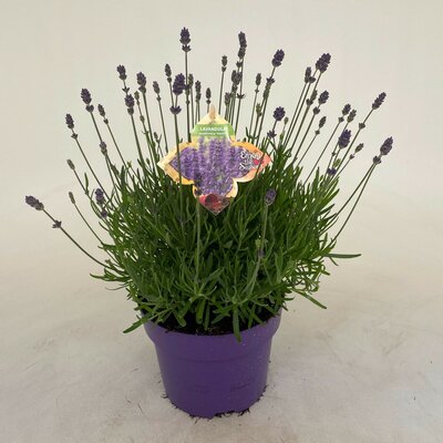 Lavandula angustifolia Hidcote, pot 26 cm, h 30 cm