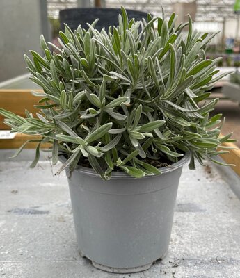 Lavandula angustifolia, pot 14 cm, h 10 cm, italiaanse kruiden - afbeelding 1