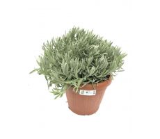 Lavandula angustifolia, pot 30 cm, 30 cm