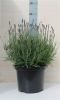 Lavandula (lavendel) angustifolia Hidcote, p15, h 25 cm - afbeelding 1