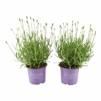 Lavandula (lavendel) Essence Purple, pot 12 cm, h 20 cm - afbeelding 1