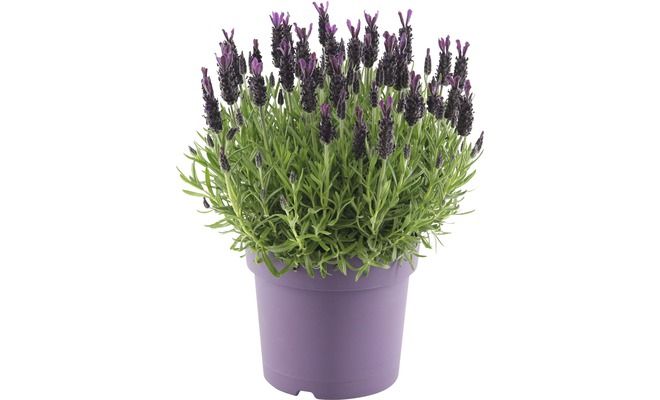 Lavandula stoec. 'Anouk, pot 19 cm, h 40 cm