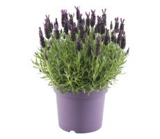 Lavandula stoec. 'Anouk, pot 19 cm, h 40 cm