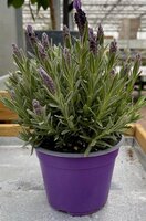 lavandula stoechas potmaat 14cm planthoogte 25cm - afbeelding 2