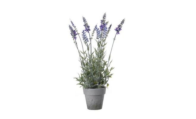 Lavendel in pot h42cm p lila