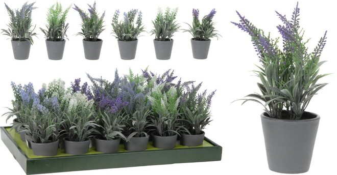 lavendel in pot, per stuk