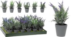 lavendel in pot, per stuk