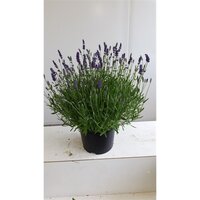 Lavendel, Lavandula angus. 'Hidcote, pot 12 cm, h 35 cm - afbeelding 2