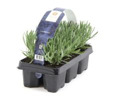 Lavendel, Lavandula Angustifolia - afbeelding 3