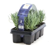 Lavendel, Lavandula Angustifolia - afbeelding 4