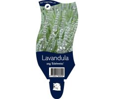 Lavendel, Lavandula Angustifolia Edelweiss, pot 11 cm