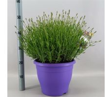 Lavendel, Lavandula Angustifolia Essence Pure, pot 29 cm, h 40 cm