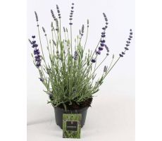 Lavendel, Lavandula Angustifolia Hidcote