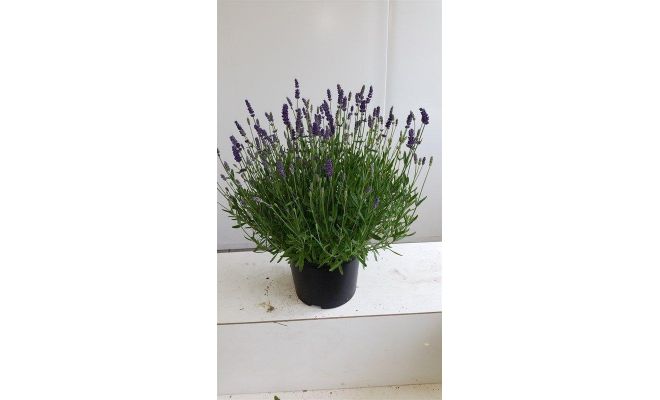 Lavendel, Lavandula Angustifolia Hidcote