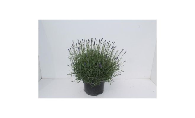 Lavendel, Lavandula Angustifolia Hidcote - afbeelding 1