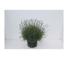 Lavendel, Lavandula Angustifolia Hidcote - afbeelding 1