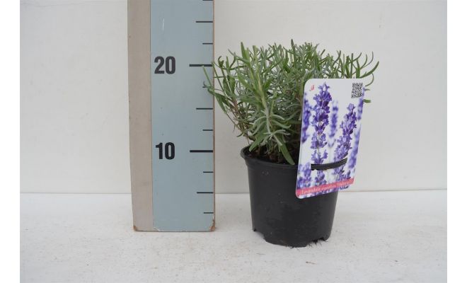 Lavendel, Lavandula Angustifolia Hidcote, pot 12 cm