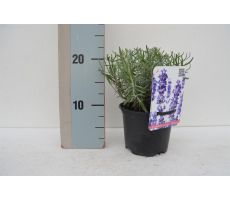 Lavendel, Lavandula Angustifolia Hidcote, pot 12 cm