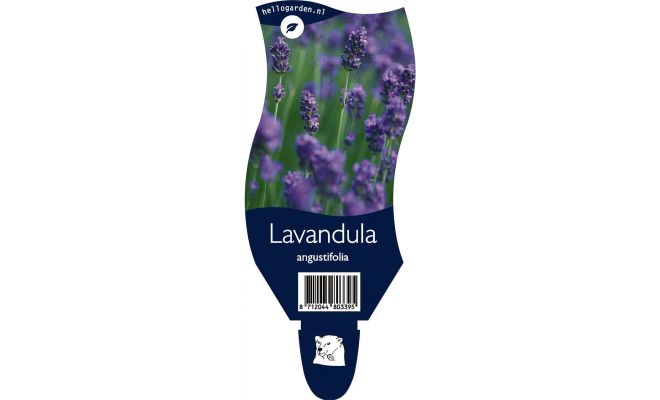 Lavendel, Lavandula Angustifolia, pot 11 cm
