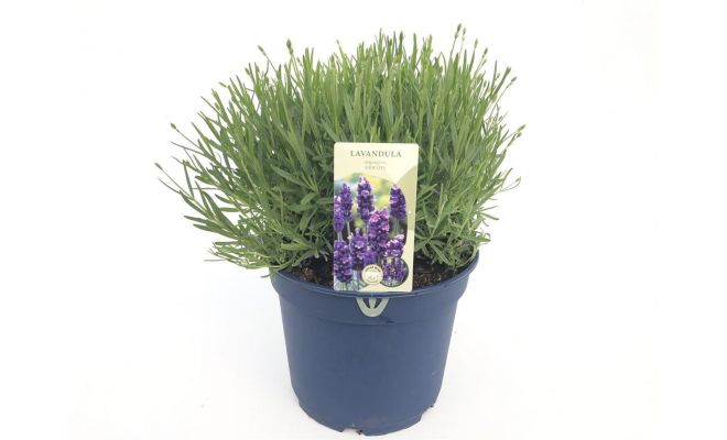 Lavendel, Lavandula Angustifolia, pot 18 cm