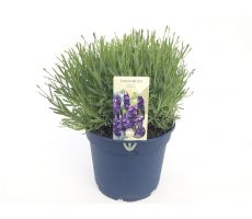 Lavendel, Lavandula Angustifolia, pot 18 cm