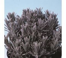 Lavendel, Lavandula Angustifolia Silver Mist, pot 11 cm - afbeelding 2