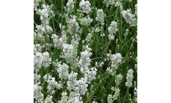 Lavendel, Lavandula Intermedia Edelweiss, pot 12 cm