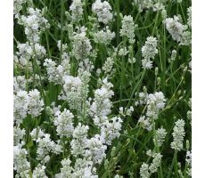 Lavendel, Lavandula Intermedia Edelweiss, pot 12 cm