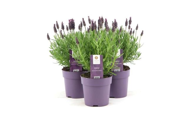 Lavendel, Lavandula Stoechas Anouk