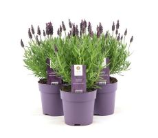 Lavendel, Lavandula Stoechas Anouk