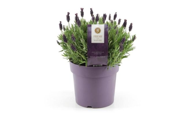 Lavendel, Lavandula Stoechas Anouk Dark Purple, pot 17 cm